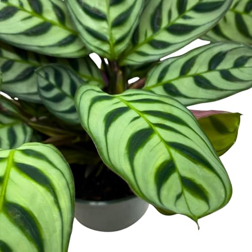 BubbleBlooms Calathea Burle Marxii in a 4 inch Pot Prayer Plant