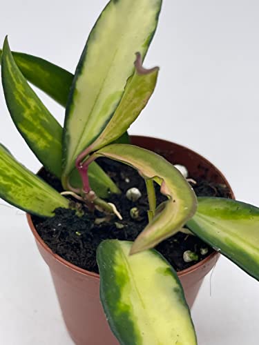 BubbleBlooms Variegated Wayetii Hoya Tricolor in a 2 inch Pot