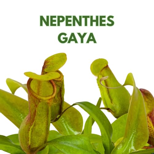 BubbleBlooms Carnivorous Plant Winged Pitcher Nepenthes Gaya in a 3 inch Pot