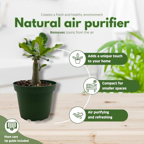 BubbleBlooms Desert Rose Wasabi in a 4 inch Pot Extremely Rare Flower