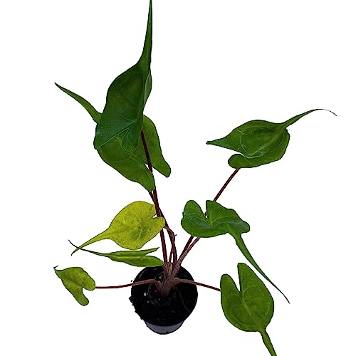 BubbleBlooms Alocasia Stingray, Alocasia Macrorrhiza, Giant Taro, Elephant Ear in 2 inch Pot