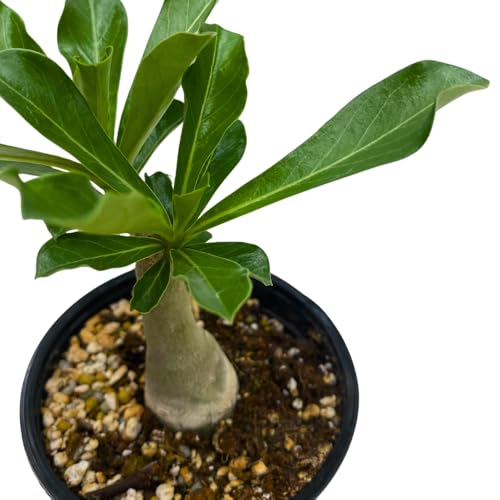 BubbleBlooms Desert Rose Wild Purple in a 4 inch Pot Extremely Rare Flower