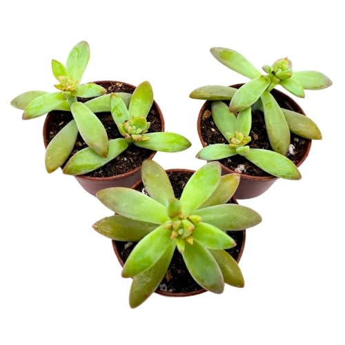 BubbleBlooms Coppertone Stonecrop, 2 inch Set of 3, Sedum Adolphi Garden Succulents Tiny Mini Pixie