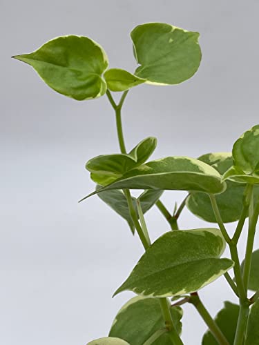 BubbleBlooms Cupid Peperomia, Variegated Peperomia Serpens in a 4 inch Pot Heart-Shaped Leaves