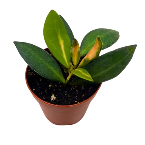 BubbleBlooms Hoya Ds-70 Variegated burtoniae in a 2 inch Pot Tiny Mini Pixie Plant