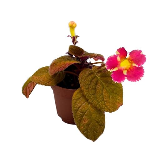 Harmony Foliage Star of Bethlehem Episcia 2 inch Pink Variegated Flower Rare Flame Violet