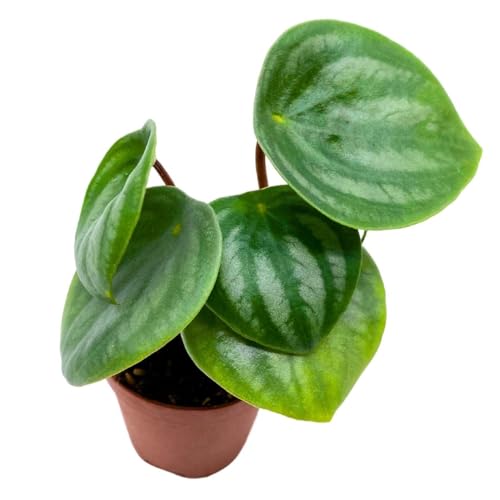 Harmony Foliage Peperomia Watermelon in a 4 inch Pot pep argyreia