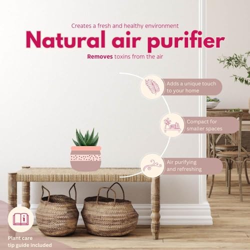 BubbleBlooms Haworthia Savannah White Beauty in a 4 inch Pot