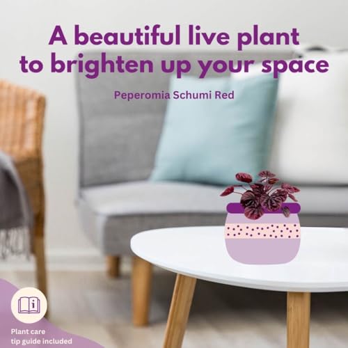 Harmony Foliage Peperomia Luna Red, 2 inch Set of 3, Red Emerald Ripple Pep Caperata