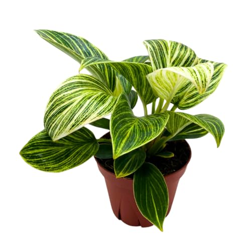 BubbleBlooms Philodendron Birkin Variegated 4 inch