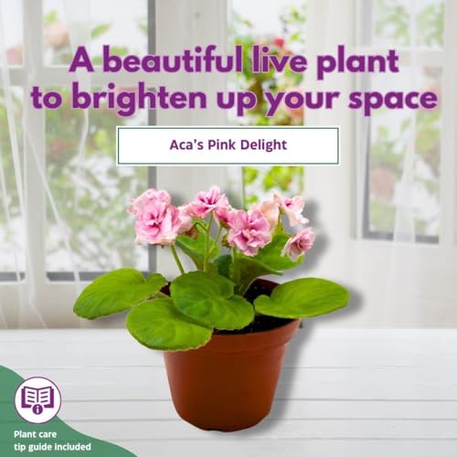 Harmony Foliage African Violet Aca's Pink Delight 4 inch Gesneriad