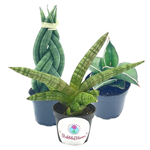 BubbleBlooms Sansevieria Snakeplant Variety Bundle, Braided cylindrica Dragon Fingers, Samurai Dwarf ehrenbergii, Cylindrical Starfish Snake Plant boncel