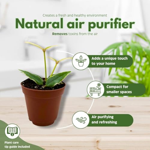 BubbleBlooms Hoya Varigated Bella Albomarginata in a 2 inch Pot