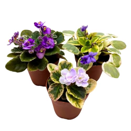 Harmony's Mini Variegated African Violets Grower's Choice Premium Mix 2 inch Set of 3 Very Rare Variegated and Collector's Varieties