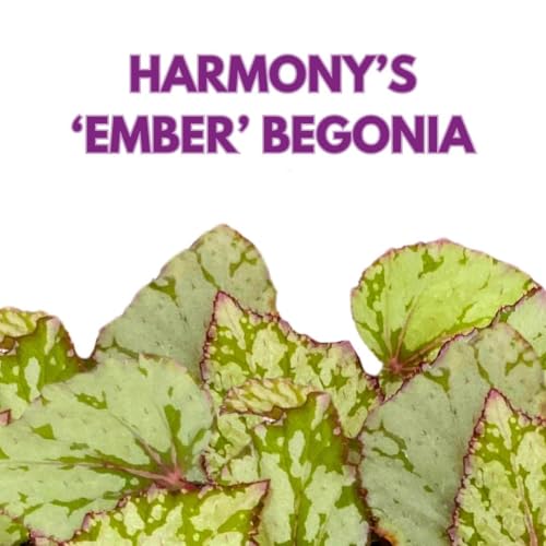 Harmony Foliage Begonia Rex Harmony's Ember, 6 inch White Red Green