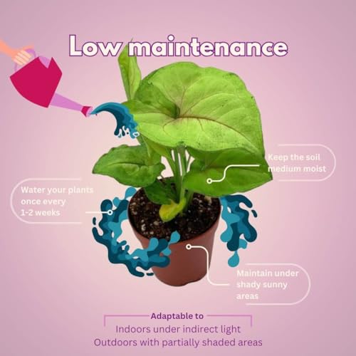 BubbleBlooms Syngonium Variety Assortment, 3 Different syngoniums in 2 inch pots