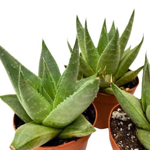 BubbleBlooms Haworthia Savanna White Beauty, 2 inch Set of 3, Rare Aloe Succulent Tiny Mini Pixie Plant