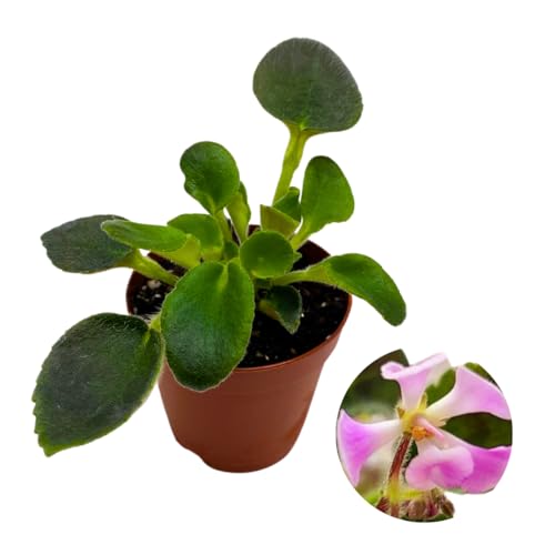 Harmony Foliage Mini African Violet Morgan's Muskaan 2 inch White Pink Flower