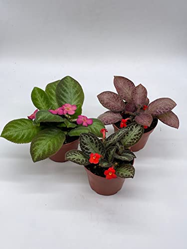 BubbleBlooms Flame Violet Episcia Cupreata Assortment 4 inch pots 3 Different Velvet Plants