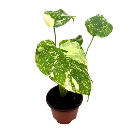 BubbleBlooms Monstera Thai Constellation in a 4 inch Pot Variegated Deliciosa Rare Swiss Cheese Plant