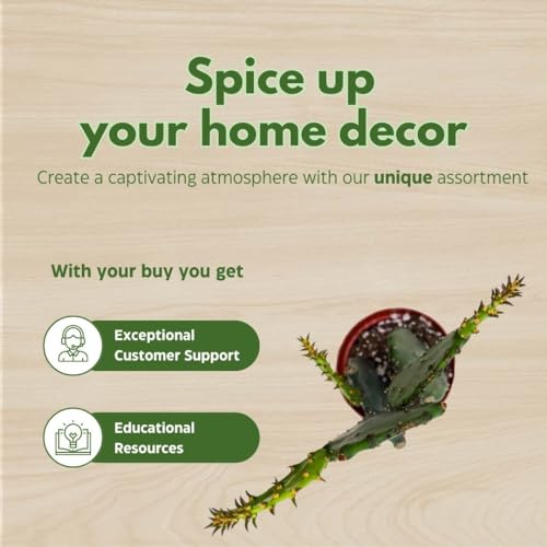 BubbleBlooms Opuntia ficus-Indica, Prickly Pear Cactus, Rare Cactus in a 4 inch Pot Well Rooted