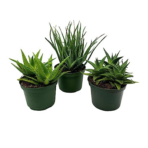 BubbleBlooms Aloe Assortment, Aloe Variety Set of 3, Grower's Choice in 6 inch pots