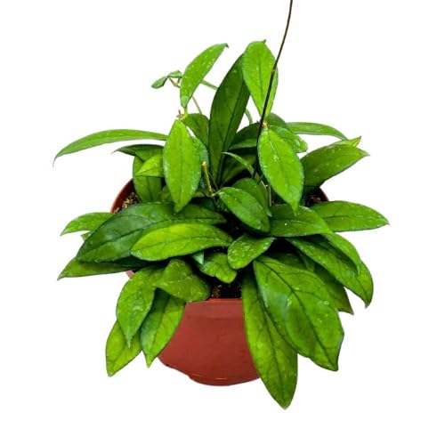 BubbleBlooms Hoya Crassipetiolata in a 6 inch Pot Splash White Flower Vining Wax Plant