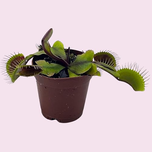 BubbleBlooms Red Venus Fly Trap, Carnivorous Plant, Venus's Flytrap, Dionaea muscipula, Fine Comb Saw Tooth, 2 inch Pot