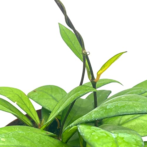 BubbleBlooms Hoya Crassiopetiolata in a 4 inch Pot Rare Limited Availability Hoya