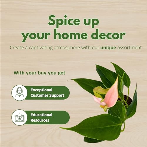 BubbleBlooms Anthurium Lilli 2 inch Pink Flower