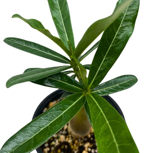 BubbleBlooms Desert Rose Predator in a 4 inch Pot Extremely Rare Flower