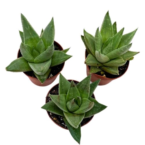 BubbleBlooms Haworthia Savanna White Beauty, 2 inch Set of 3, Rare Aloe Succulent Tiny Mini Pixie Plant