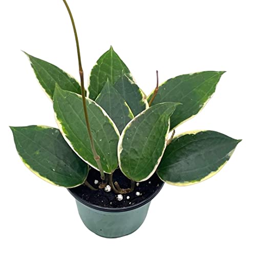 BubbleBlooms Hoya Macrophylla, Very Rare Limited Live Plant, in 4 inch Pot