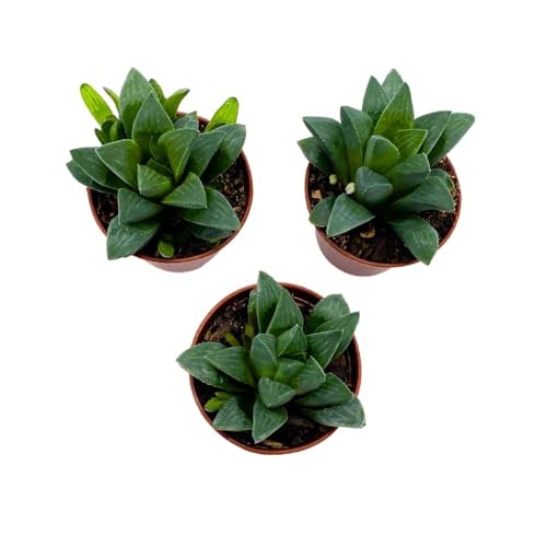 BubbleBlooms Haworthia African Emeralds, 2 inch Set of 3, Haworthia Retusa Tiny Mini Pixie Plants