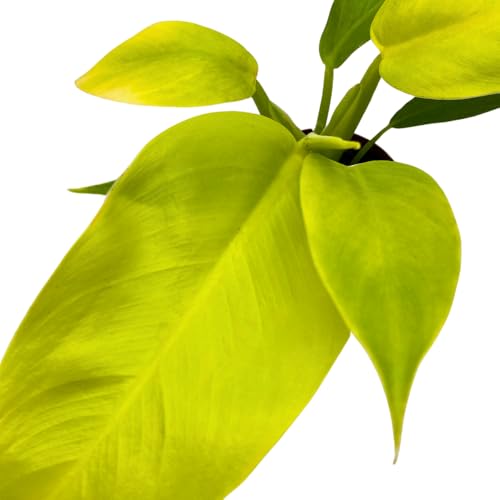 BubbleBlooms Philodendron Golden Imperial in a 2 inch Pot Tiny Minie Pixie Plant