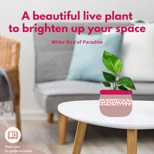 BubbleBlooms Giant White Bird of Paradise, 4 inch Strelitzia nicolai, Wild Banana