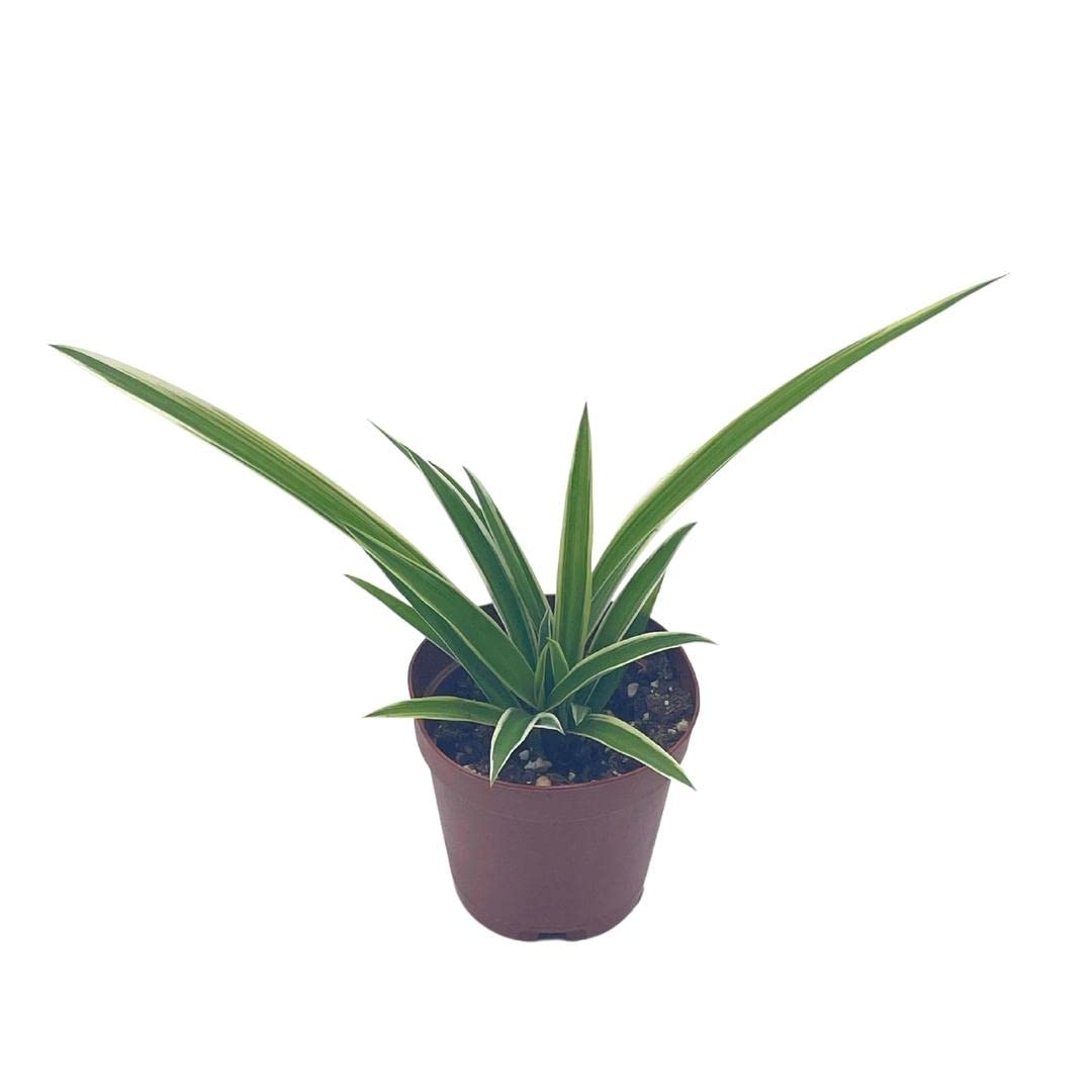 Spider Plant, Chlorophytum comosum, Limited, in a 2 inch Pot Tiny Mini Pixie Plant