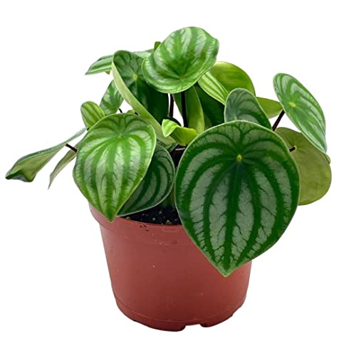 BubbleBlooms Watermelon Peperomia in a 6 inch Pot Peperomia Argyreia