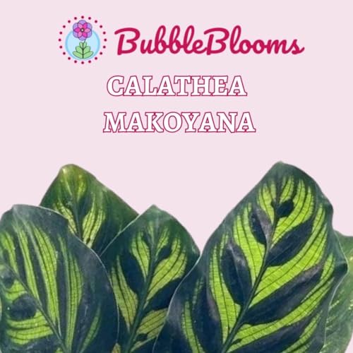 BubbleBlooms Calathea Makoyana, Peacock Plant in a 4 inch Pot Cathedral Calathea, Prayer Plant