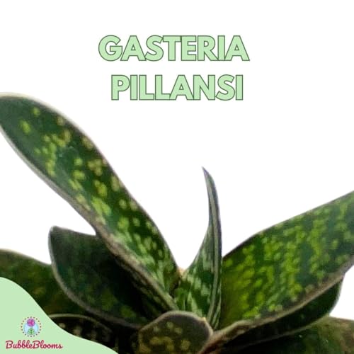 BubbleBlooms Gasteria pillansii, Green Dragon, Smooth in a 2 inch Pot