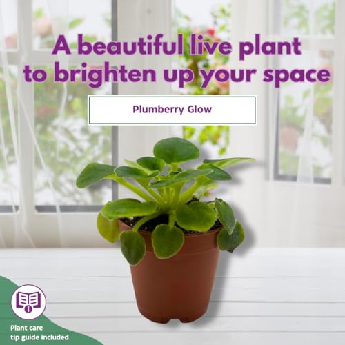 Harmony Foliage Mini African Violet Plumberry Glow 2 inch White Purple Flower