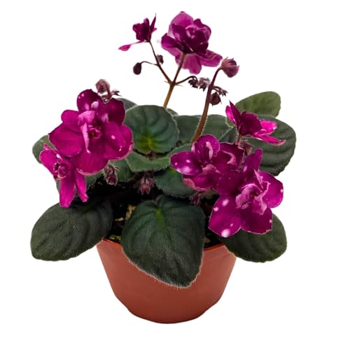 Harmony Foliage Hunter's Fire and Ice African Violet Saintpaulia 4 inch