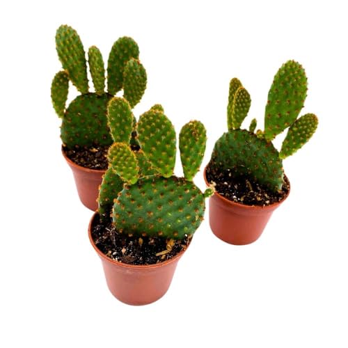 BubbleBlooms Red Bunny Ears Cactus, 2 inch Set of 3, Opuntia microdasys, Angel's Wings Tiny Mini Pixie Plants