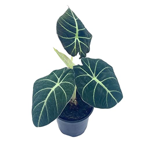 BubbleBlooms Alocasia Black Velvet, Jewel Alocasia in a 4 inch Pot