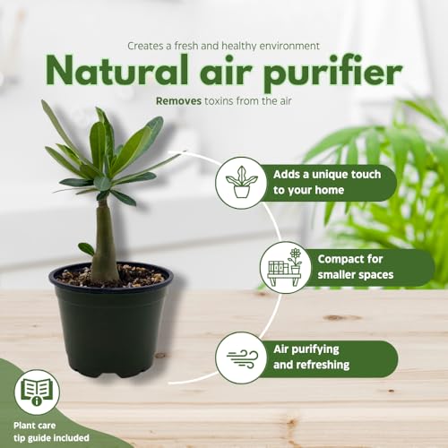 BubbleBlooms Desert Rose Sunshine in a 4 inch Pot Extremely Rare Flower