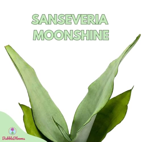 BubbleBlooms Sansevieria Moonshine White-ish Green Snake Plant in a 4 inch Pot