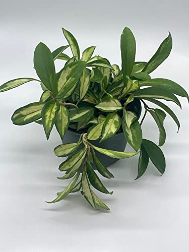 BubbleBlooms Hoya Exotica Krimson Princess, Variegated Tricolor Carnosa, 6 inch Pot