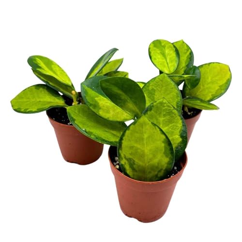 BubbleBlooms Hoya Variegated Australis 2 inch Set of 3 Lisa Wax Plant Porcelain Flower Tiny Mini Pixie Plants