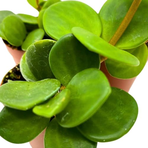BubbleBlooms Peperomia Hope, 2 inch Set of 3, tetraphylla Tiny Mini Pixie Plants