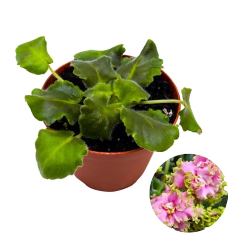 Harmony Foliage African Violet Harmony's Miss Piggy 4 inch Pink Ruffle